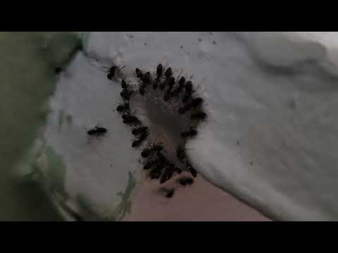 Ants in the Kitchen Love the Gel Bait in...