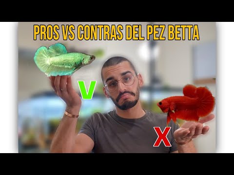 3 ventajas y 3 desventajas de escoger un Betta