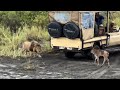 Male Lion Hide Behind Car And Attack Wildebeest Calf Separate To Her Mother Video