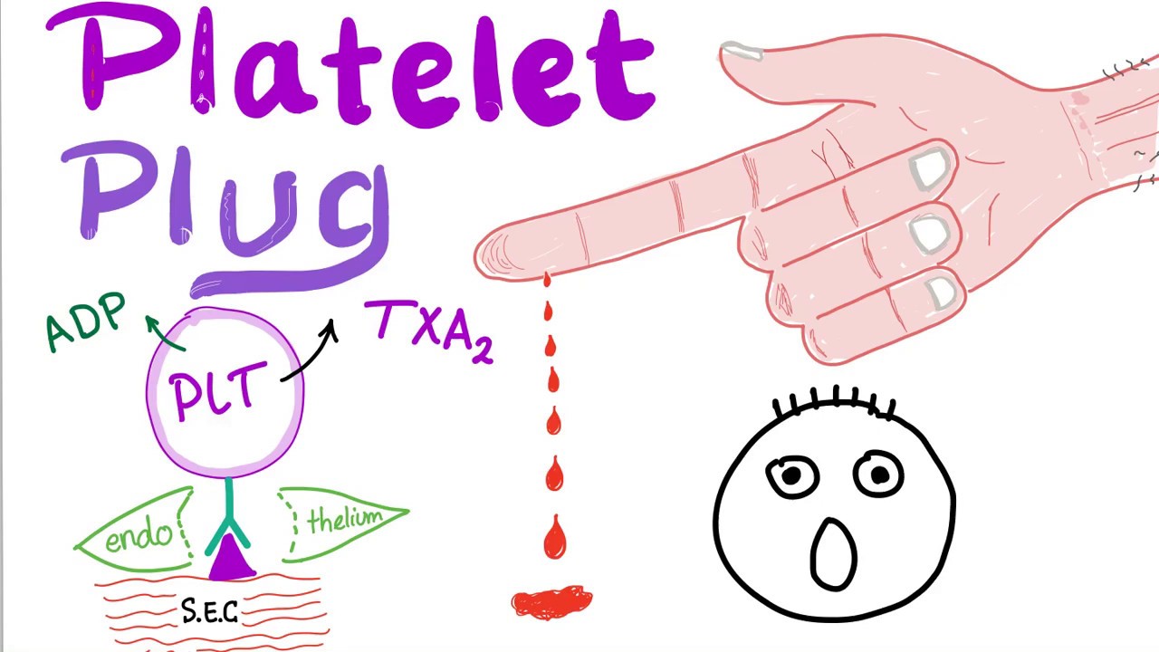 Platelet Plug - Primary Hemostasis - Platelet Adhesion & Aggregation - How The Clot Forms!