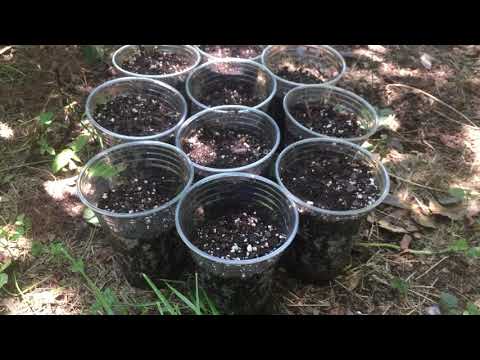download lagu mp3 mp4 Purple Ghost Japanese Maple Tree For Sale, download lagu Purple Ghost Japanese Maple Tree For Sale gratis, unduh video klip Purple Ghost Japanese Maple Tree For Sale