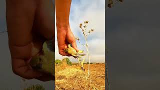 Download lagu Burung terperangkap dengan lem #burung #europeangoldfinch mp3