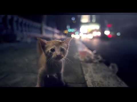 Alone whatsaap status cat||really heart touching 😣Video of alone cat😿||Ajith kharvi.