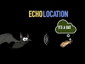 Echolocation & S.O.N.A.R