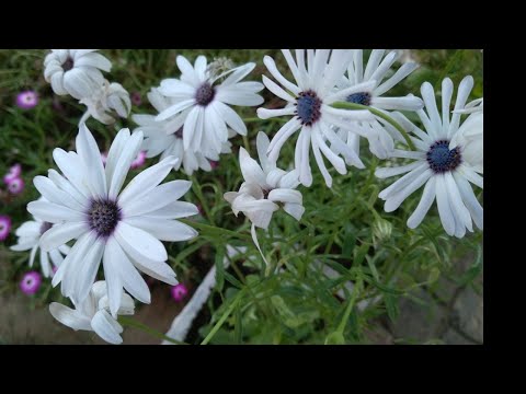 how to grow African Daisy flowers