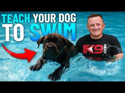 How To Teach Your Puppy to Swim in 5 Easy Steps!