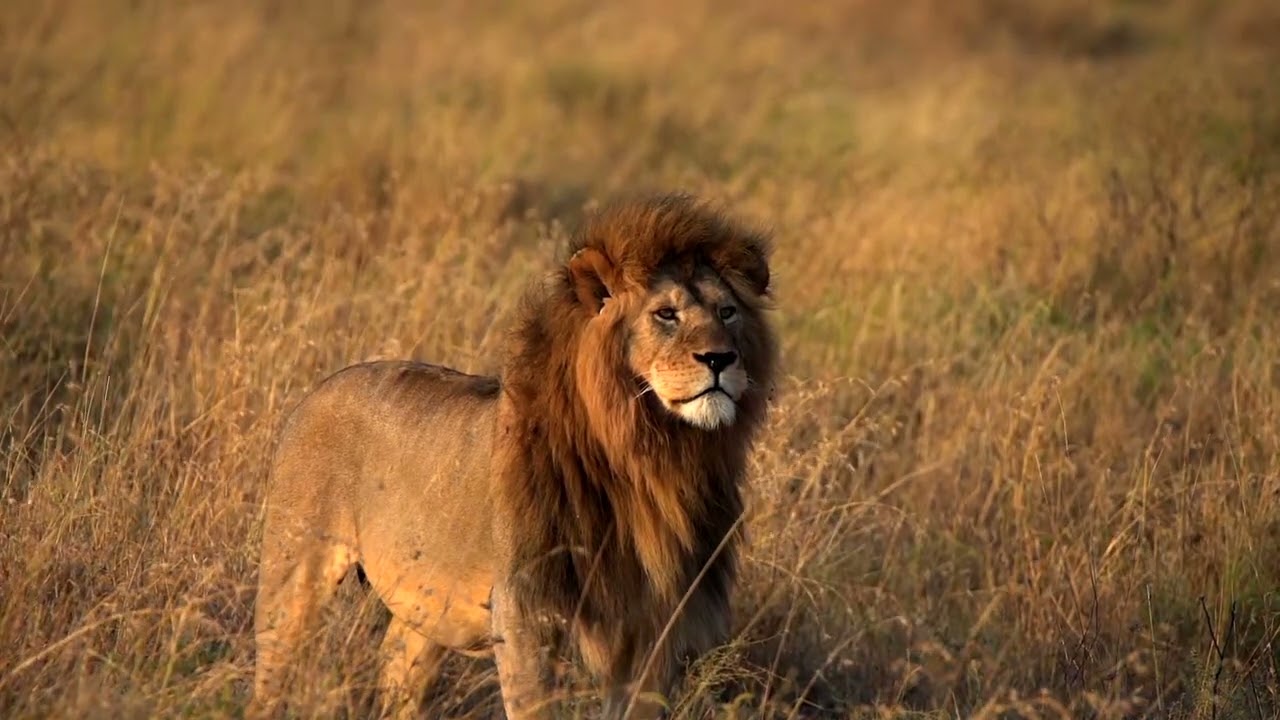 Lemala Camps and Lodges