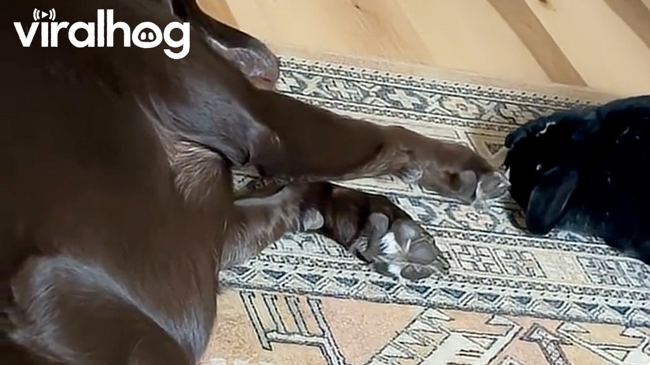 Chocolate Lab Gently Pets Bunny || ViralHog