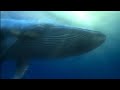 Finding Nemo Whale Blu Ray