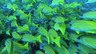 The &quot;Mellow Yellow&quot; reef - Sodwana Bay
