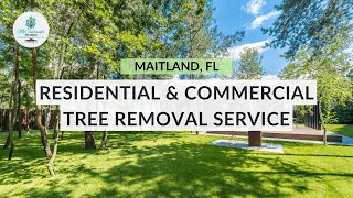 Removing Hazardous Laurel Oaks in Maitland, FL