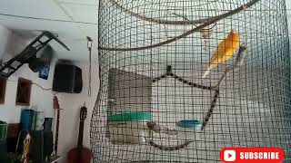 Download lagu masteran kenari durasi pendek, part 2,selasa 8 maret 2022 mp3