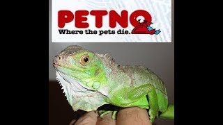 Petco Animal Abuse - Throws LIVE Baby Iguana in Dumspter!!