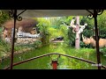 Africa Cruise Jungle Cruise Knockoff Ride Better Than Disneyland S Jungle Cruise