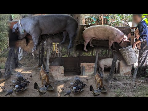 Life on a Small Farm: Pigs and Chickens. Real Life pig farm