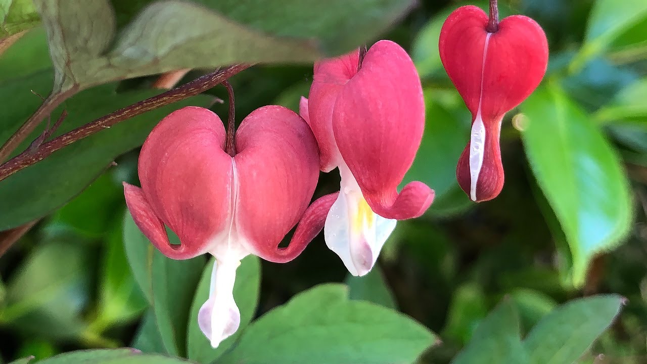How to Plant and Grow The Bleeding Heart Plant - Lamprocapnos spectabilis (Dicentra spectabilis)