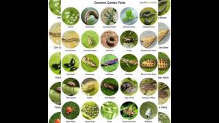 Common Garden pest