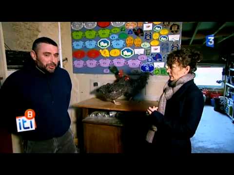 download lagu mp3 mp4 Coucou De Rennes, download lagu Coucou De Rennes gratis, unduh video klip Coucou De Rennes