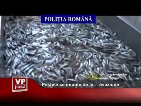 Peștele se împute de la… evaziune