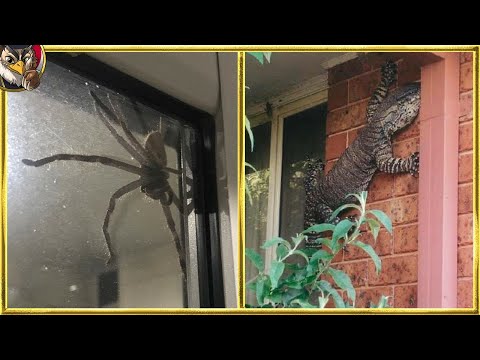 最近発見された種トップ 10