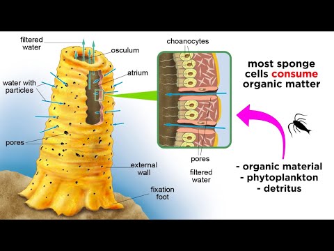 Phylum Porifera: Sponges