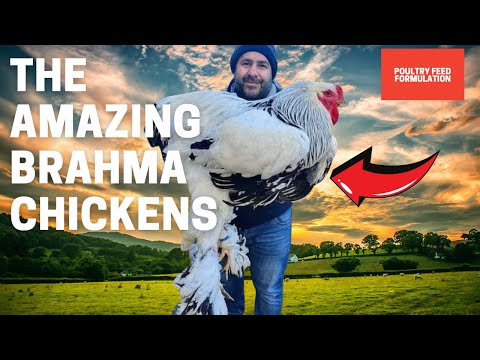 Discover The Spectacular Brahma Chickens!