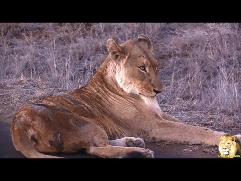 Sick Lion In Kruger Park With Mange