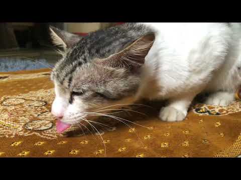 uraww 1: Watch at 0.25x speed