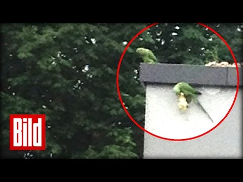 Vögel suchen nach ihren eingemauerten Küken - Brutale Tierquälerei