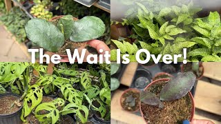 🫨 Rare No More! Hard-to-Find Plants Now in Stock