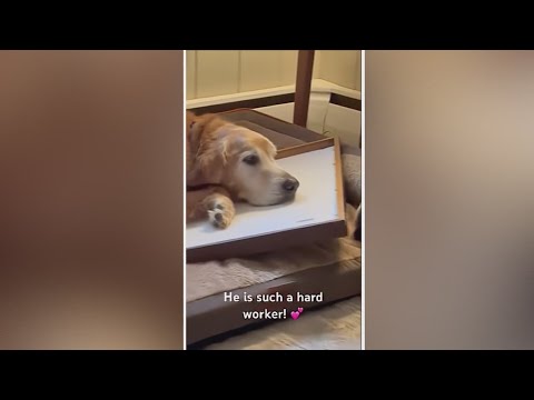 Duke, the Golden Retriever Going Viral! - YouTube
