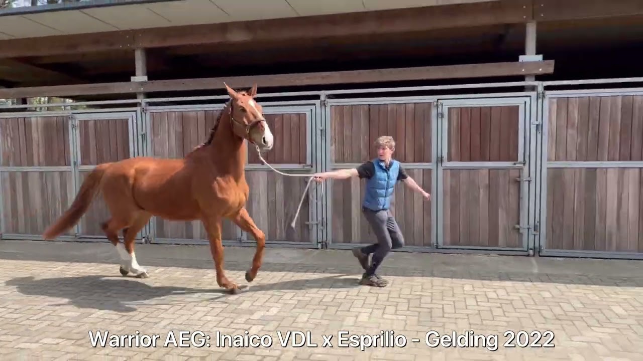 Warrior Aeg (INAICO VDL x ESPRILLIO) video 1