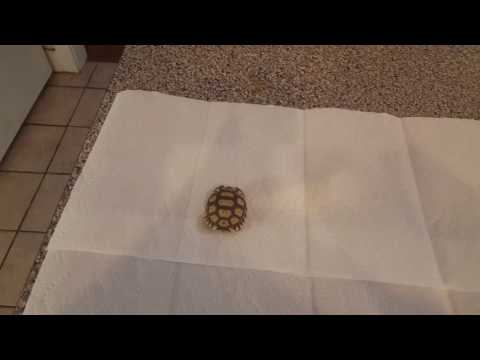 Sulcata tortoise sizes