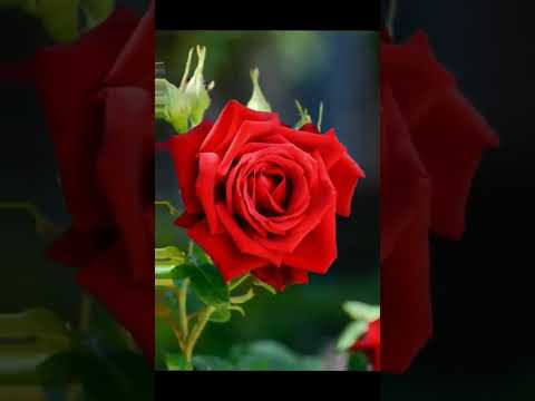 beauty of Rose #shorts #viral #youtubeshorts #trending#amazing #hashtags #fortnite #foryou