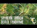 Soybean Sudden Death Syndrome Identification & Control