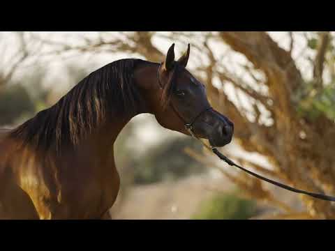 SAYYEDAT AL MUAWD - KIAHF Auction 2024