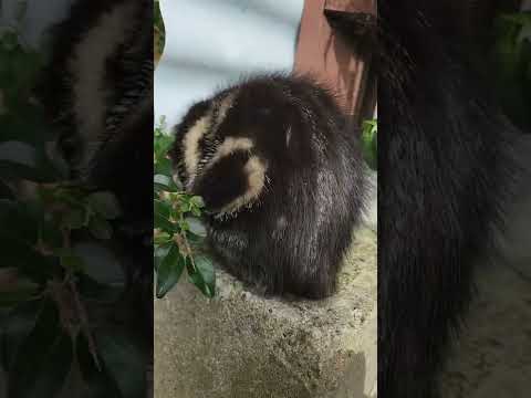 Enjoy playing out side .