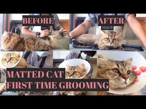 Matted Cat First Time Full Grooming  | Bunny TV