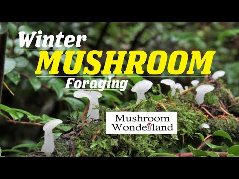 , title : 'Winter mushroom Foraging'