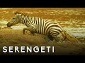 Shani The Zebra Vs Crocodiles Serengeti Story Told By John Boyega BBC Earth