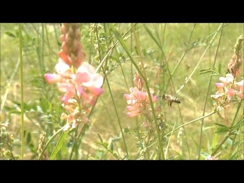 Формируем семью медовик + противороевой прием.