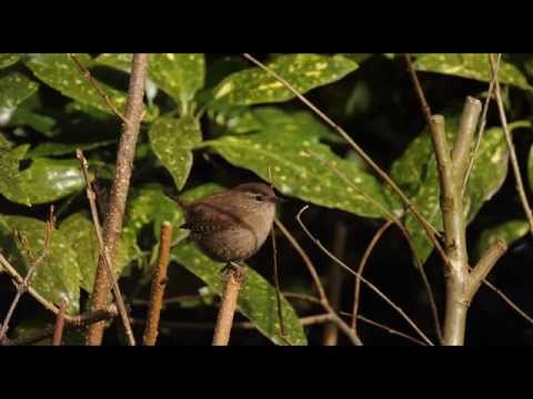 4 Hours Birdsong - Wren Singing - Nature Sounds