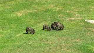 preview picture of video 'Wild boars running free in Haifa University campus'