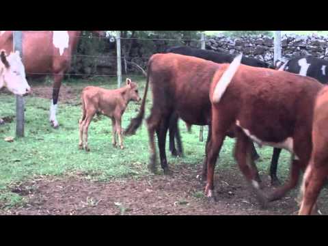 35 Novillos 310 kgs eriberto fagundez