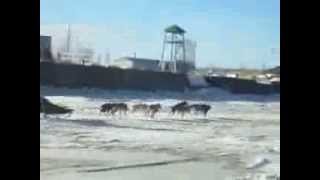 preview picture of video '03022014 Dog Sled Race Nenana Tripod Days vid 9'