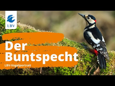 Der Buntspecht (Dendrocopos major) Steckbrief mit Gesang. Vogelarten kennen lernen mit den Experten!