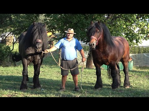 Caii lui Ion de la Monor, Bistrita Nasaud - 2022 Nou!!!