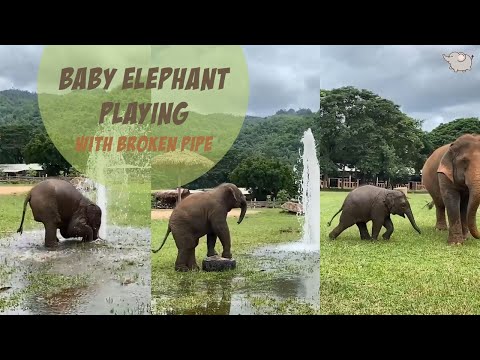 BABY ELEPHANT WAN MAI PLAYING WITH BROKEN WATER PIPE | VIRAL VIDEO FROM THAILAND
