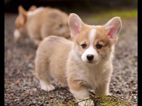 Nazym Abildina, Kyle Ruh - Tamshylar speed up wbala