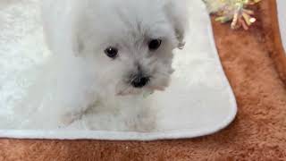 ハーフ犬の動画01
